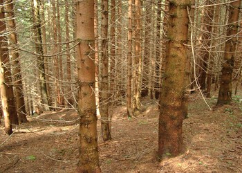 Fichtenforste