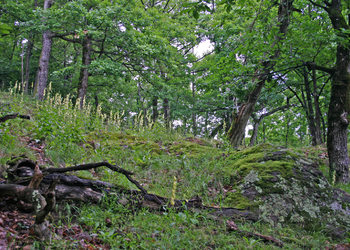 Trockene Eichenwälder