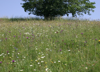 Basische Halbtrockenwiesen