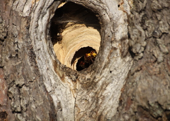 Baumhöhlen