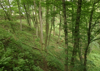 Eichen-Hainbuchenwälder