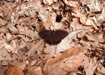 Laub-, Streu- & Humusschicht