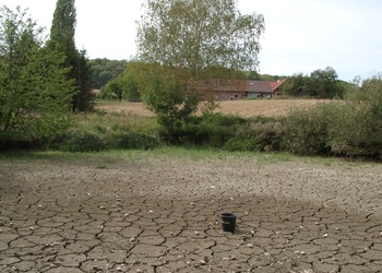 Kiesbett-, Sand-, Schlammfluren