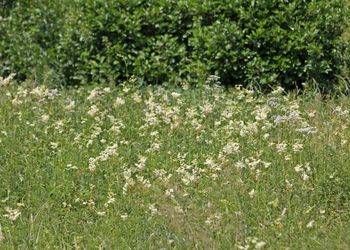 Gräben mit Hochstaudenfluren