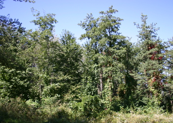 Sukzessions- & Pionierwälder