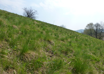 Saure Halbtrockenwiesen