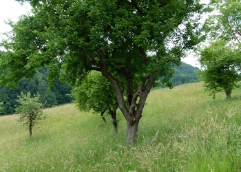 Streuobstwiesen