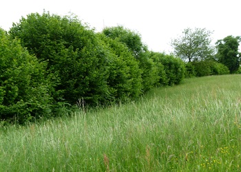 Trockene Säume, Hecken & Gebüsche