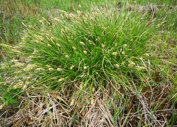 Niedermoore, Quellmoore