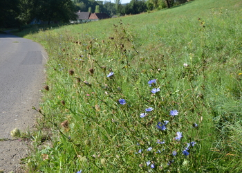Ruderalgesellschaften